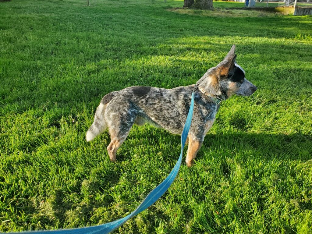 Australian_Cattle_Dog