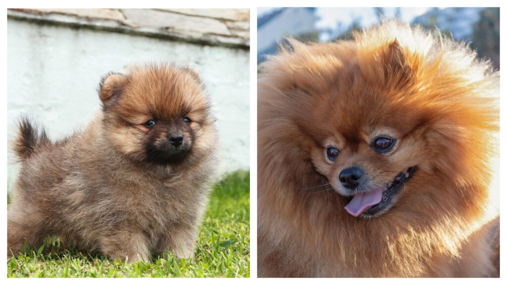 A Pomeranian Pup vs. Adult