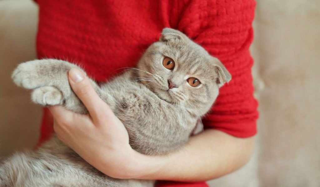 British Shorthair being cuddled