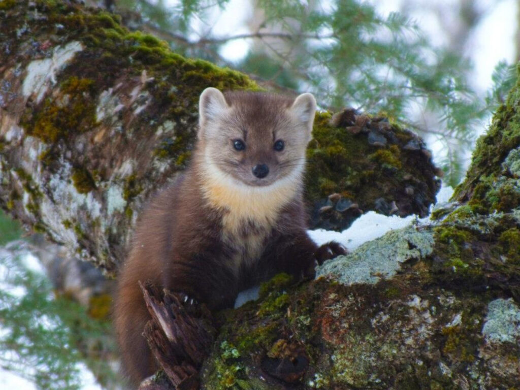 An American Marten