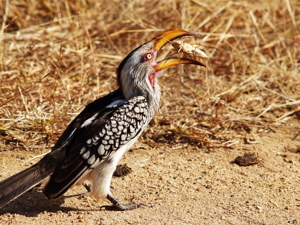The Southern Yellow-Billed Hornbill