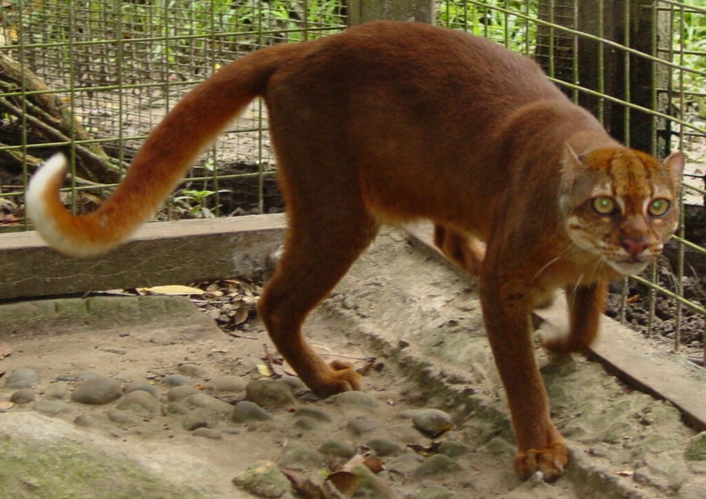 bornean bay cat