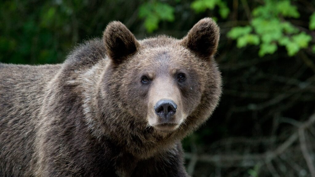 Bear