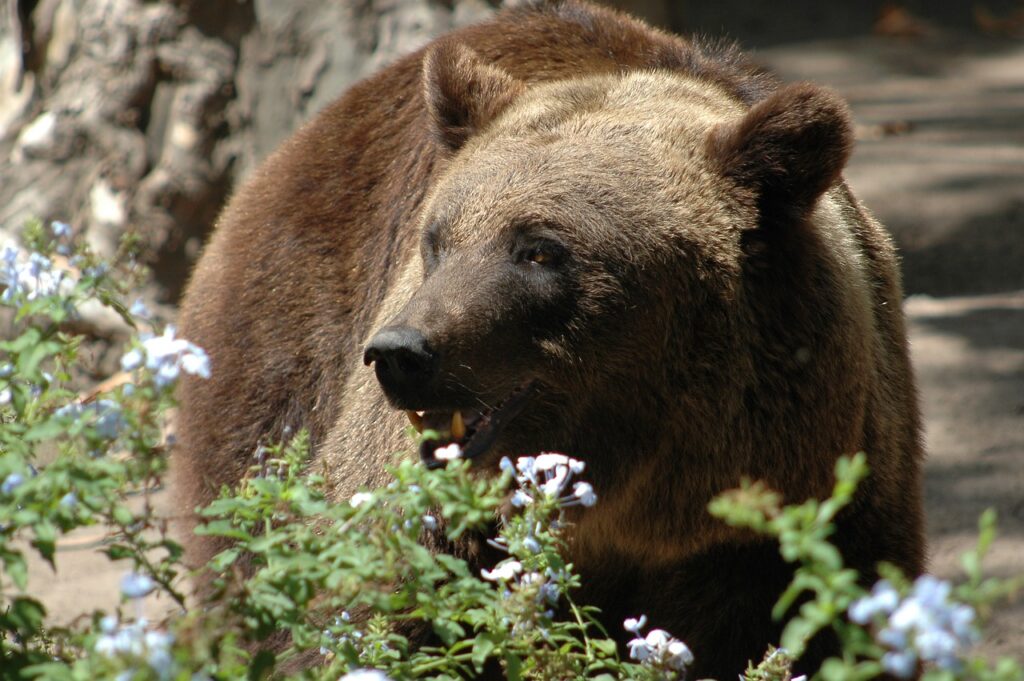 Brown Bear