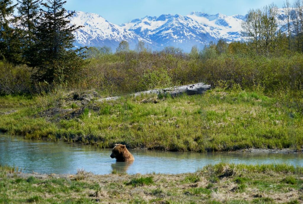 Bear in water