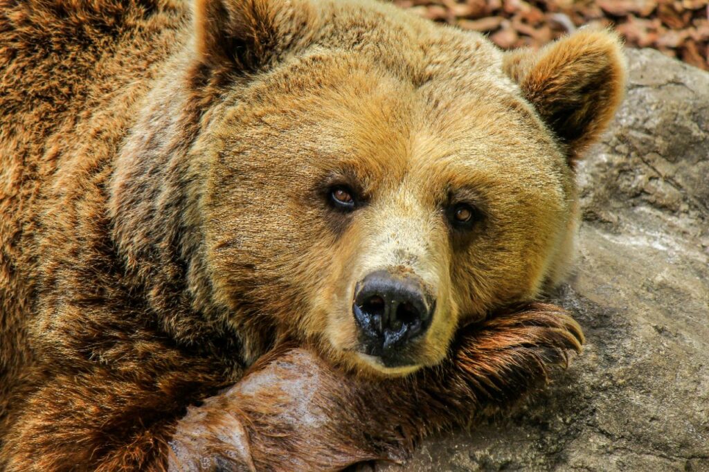 Bear resting