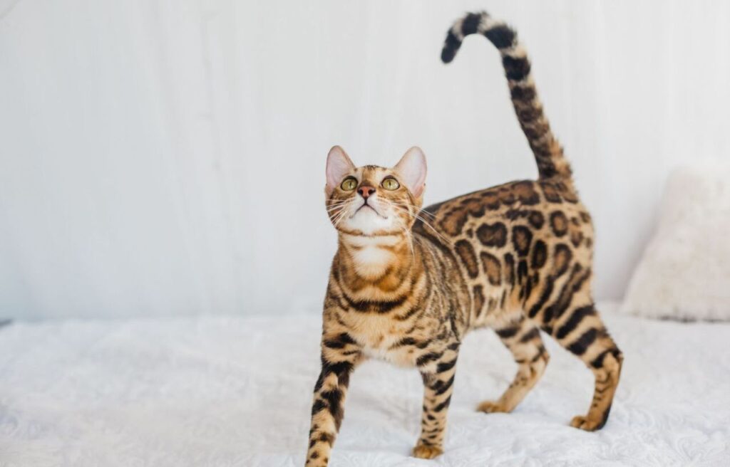 A Bengal cat with a sleek spotted coat standing on a white bed.