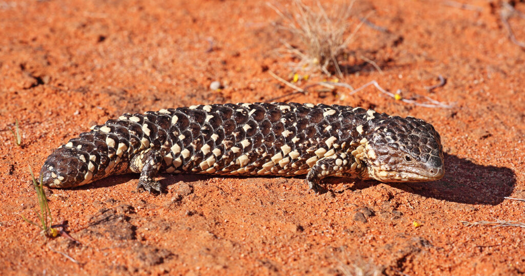 A Shingleback Skink