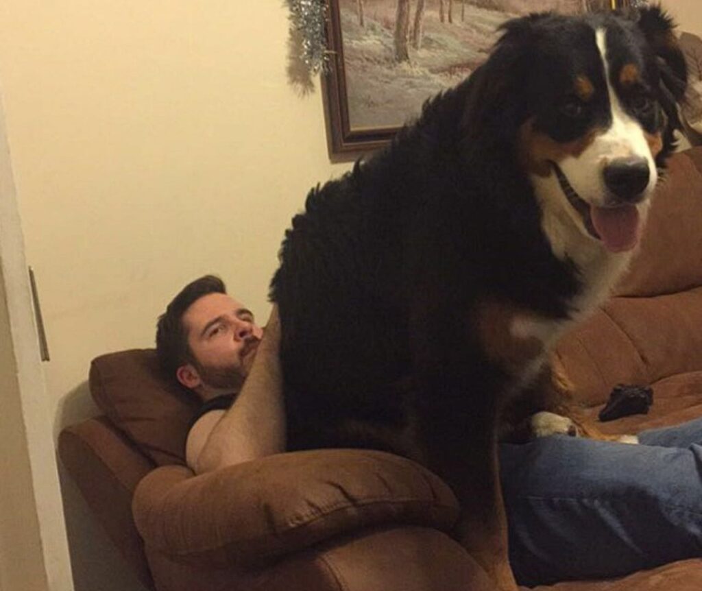 Bernese Mountain Dog on lap