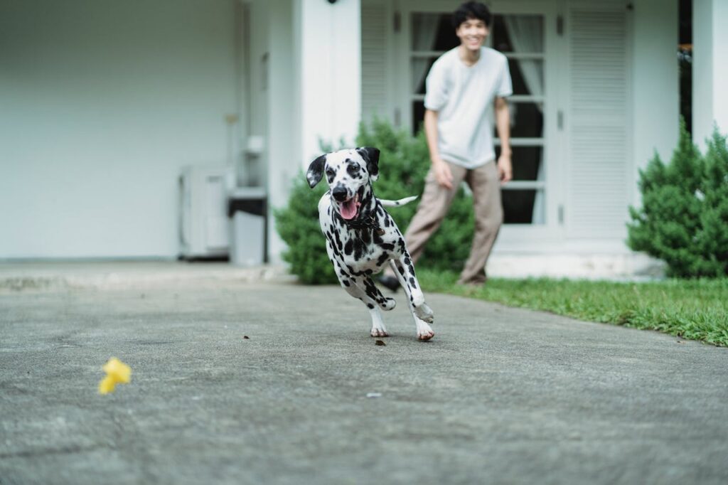 Dog Playing