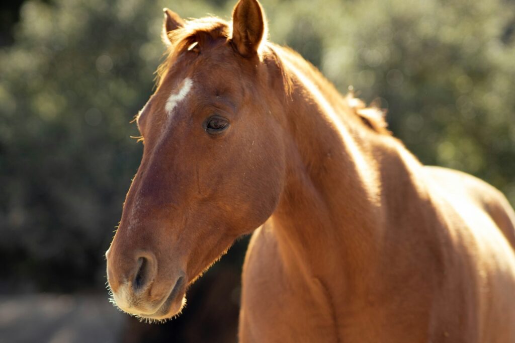 Closeup of Horse