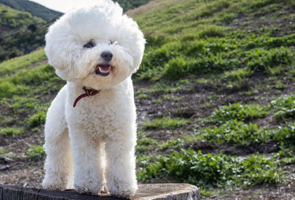 Bichon Frise
