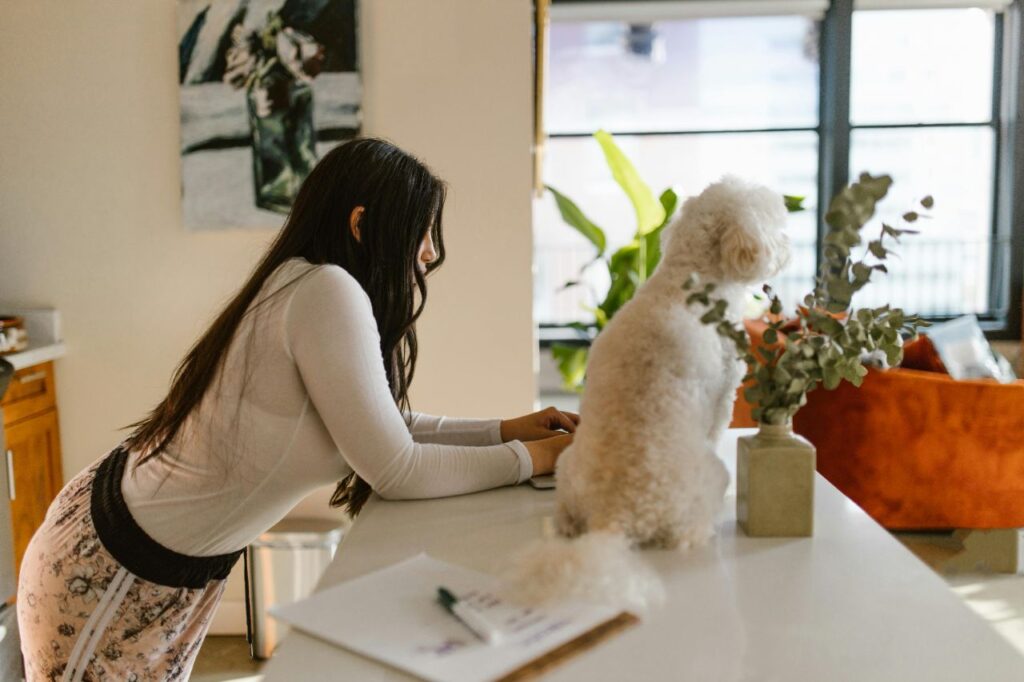 Bichon Frise sitting on table