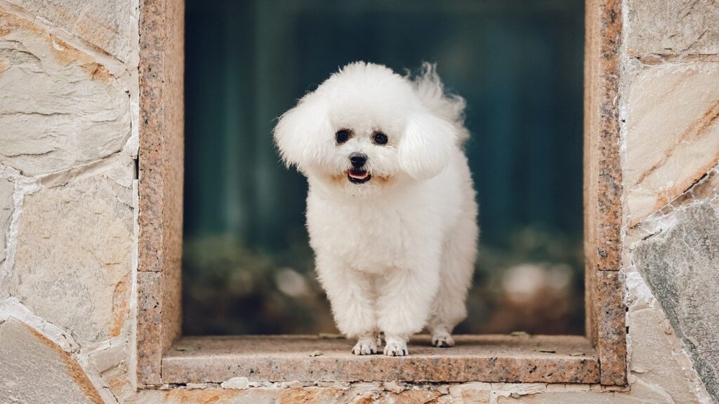 Bichon Frise