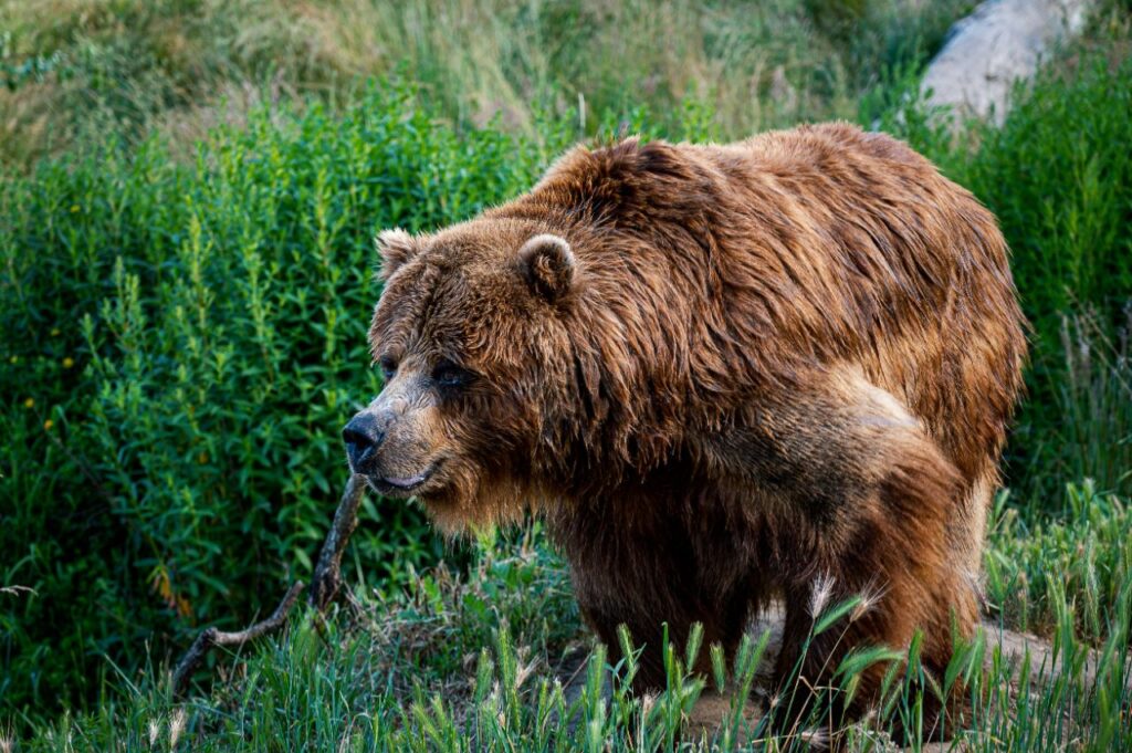 Big bear