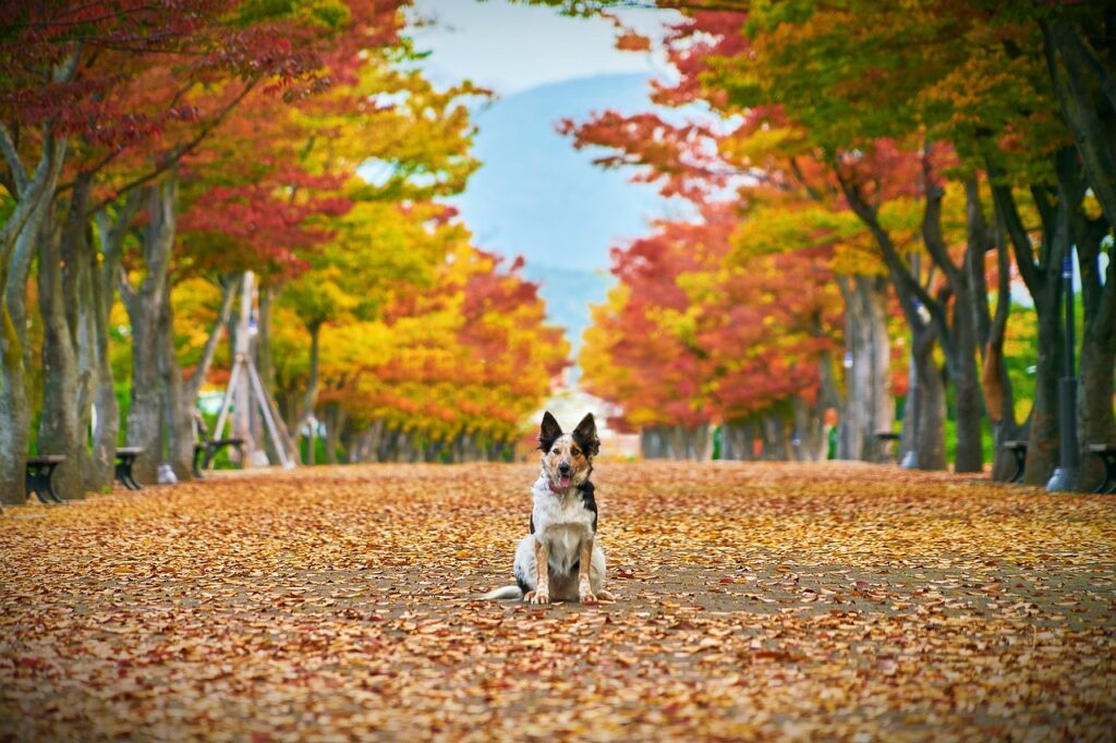 Dog in a park in autumn
