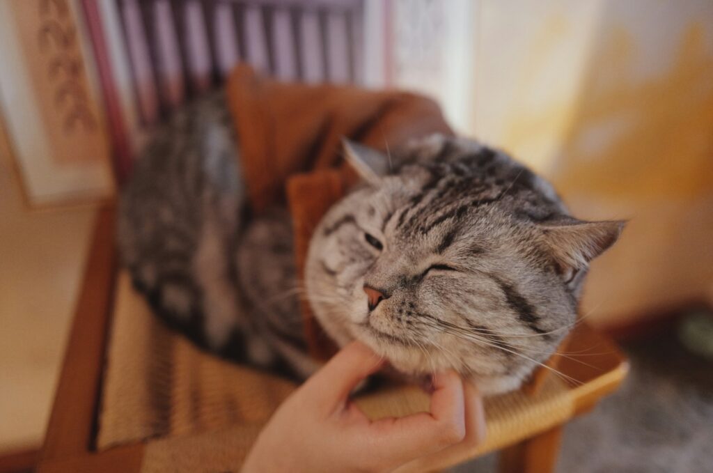 Affection cat