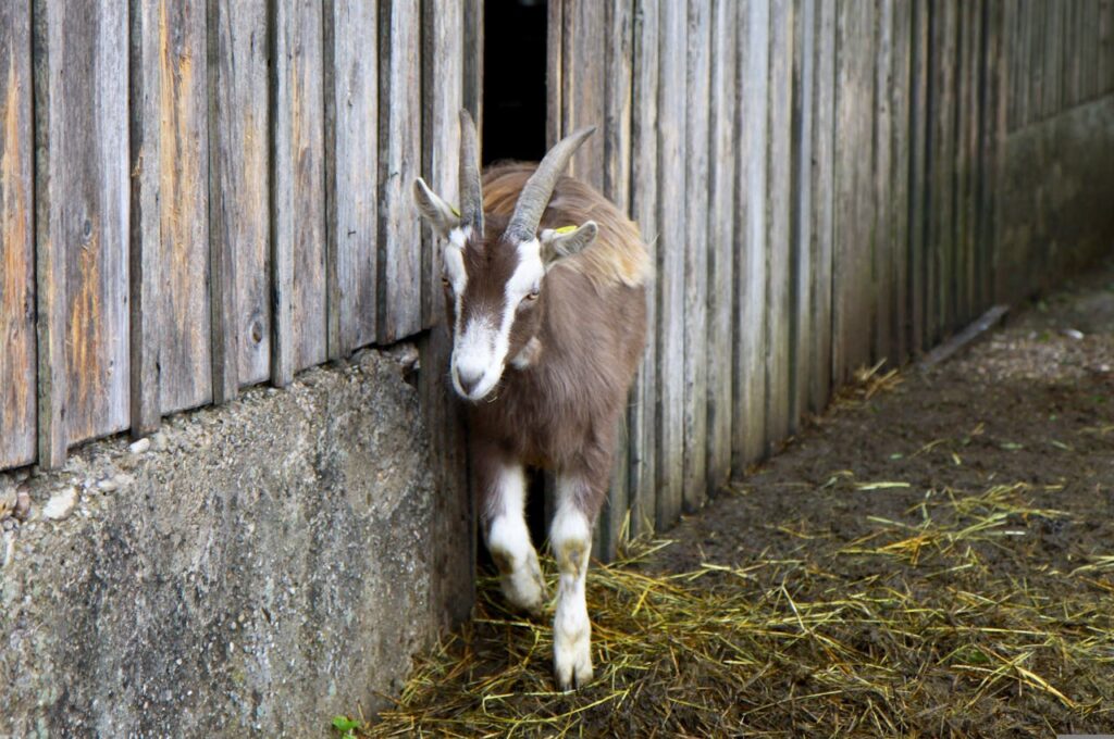 Goat at farm