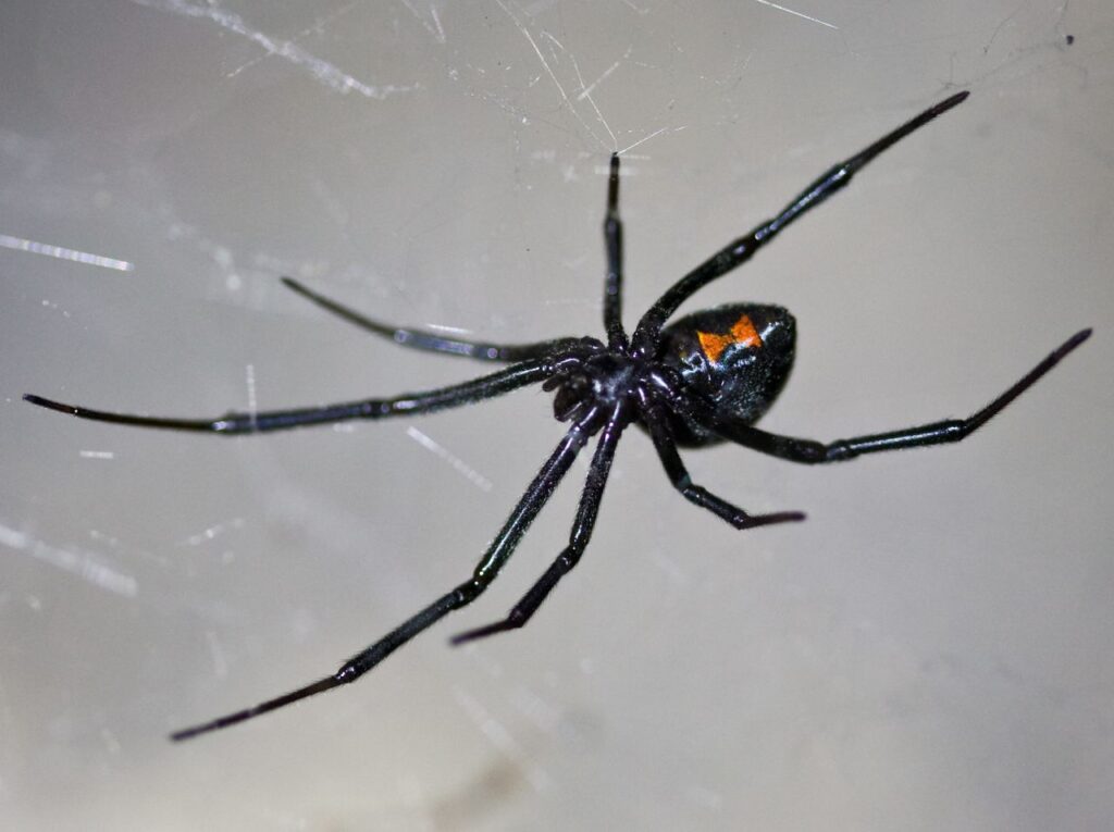 Black Widow