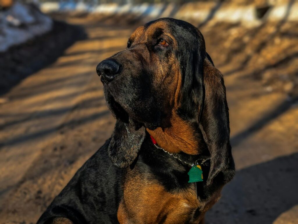 Bloodhound
