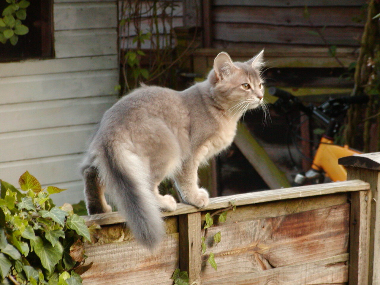 somali cat