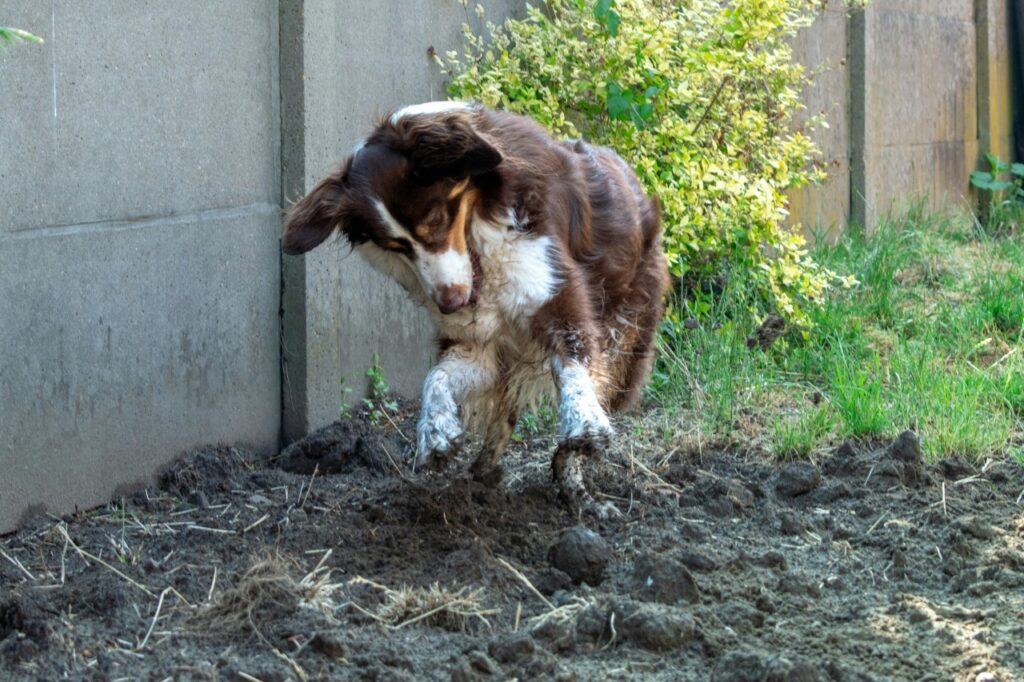 Australian Shepherd digging