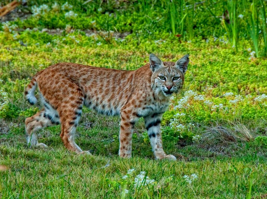 Bobcat