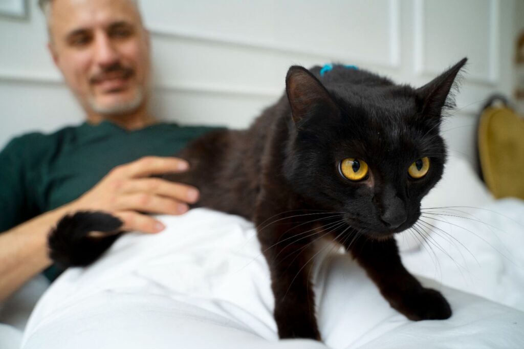 Bombay cat