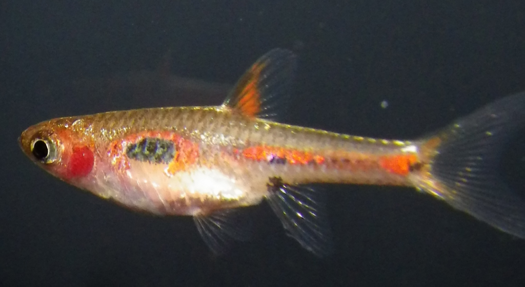 Phoenix rasbora.