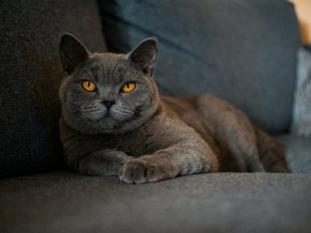 British Shorthair