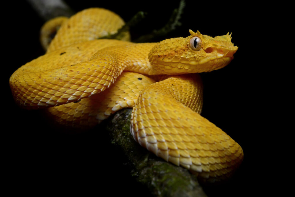 eyelash pit viper