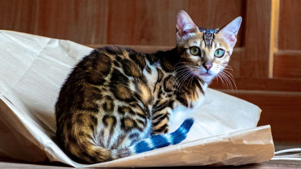 Bengal cat