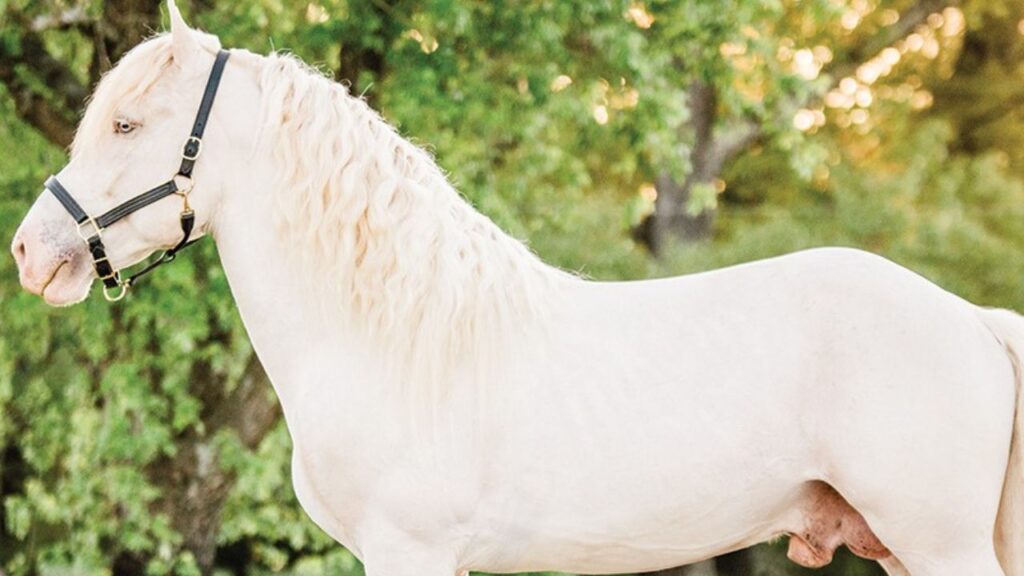 American Cream Draft horse