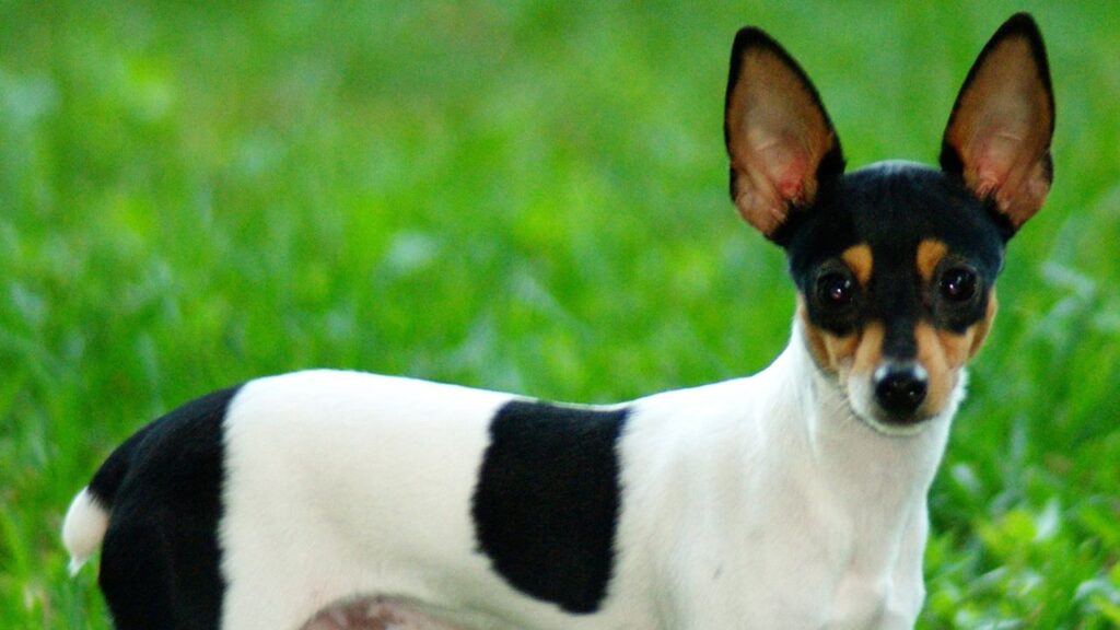 Toy Fox Terrier