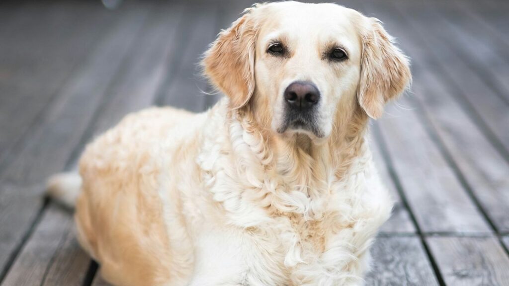 Golden Retriever