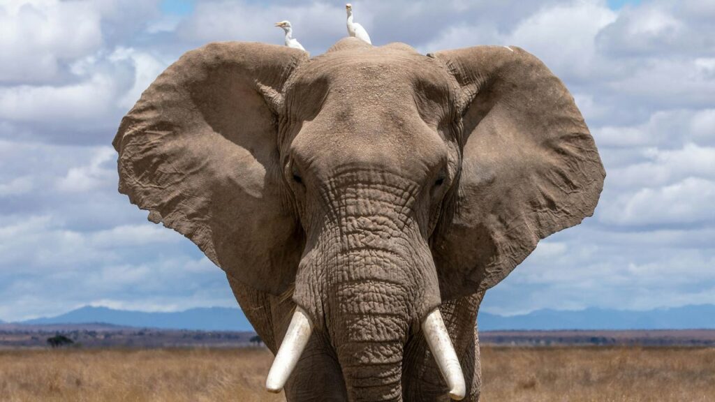 Elephant
