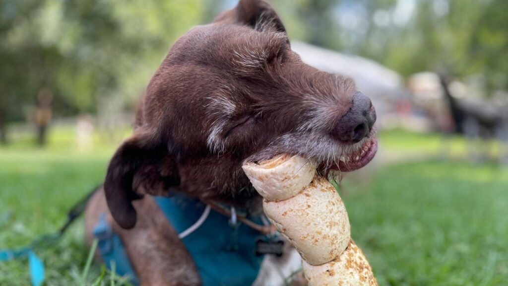 Rawhide Bone Chew Dog