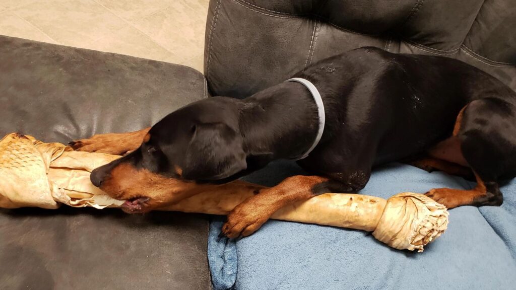 Rawhide Bone Chew Dog