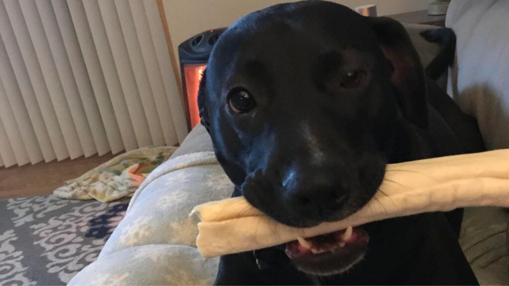Rawhide Bone Chew Dog