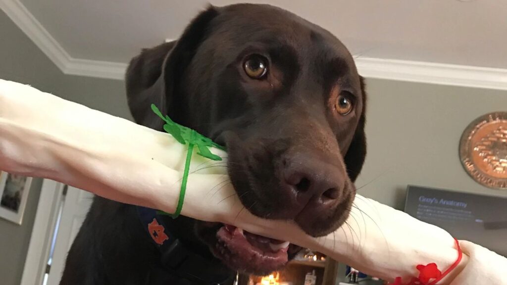 Rawhide Bone Chew Dog