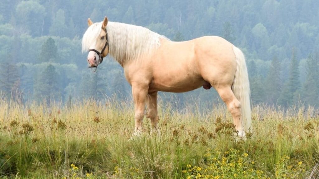 American Cream Draft horse
