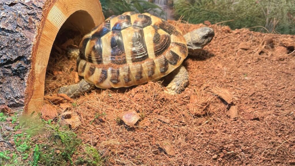 Hermann’s Tortoise enclosure