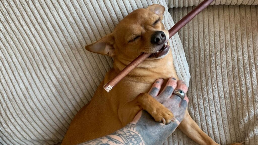 Dog Bullystick Chew
