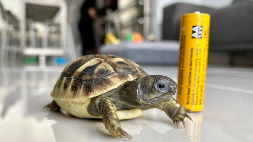 Hermann’s Tortoise