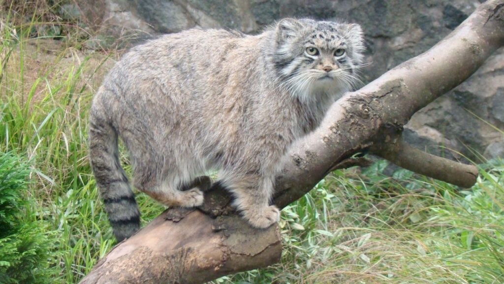 Pallas’s Cat