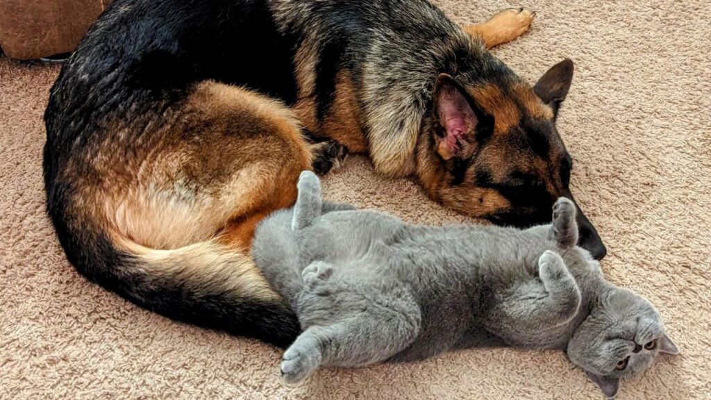 British Shorthair with German Shepherd