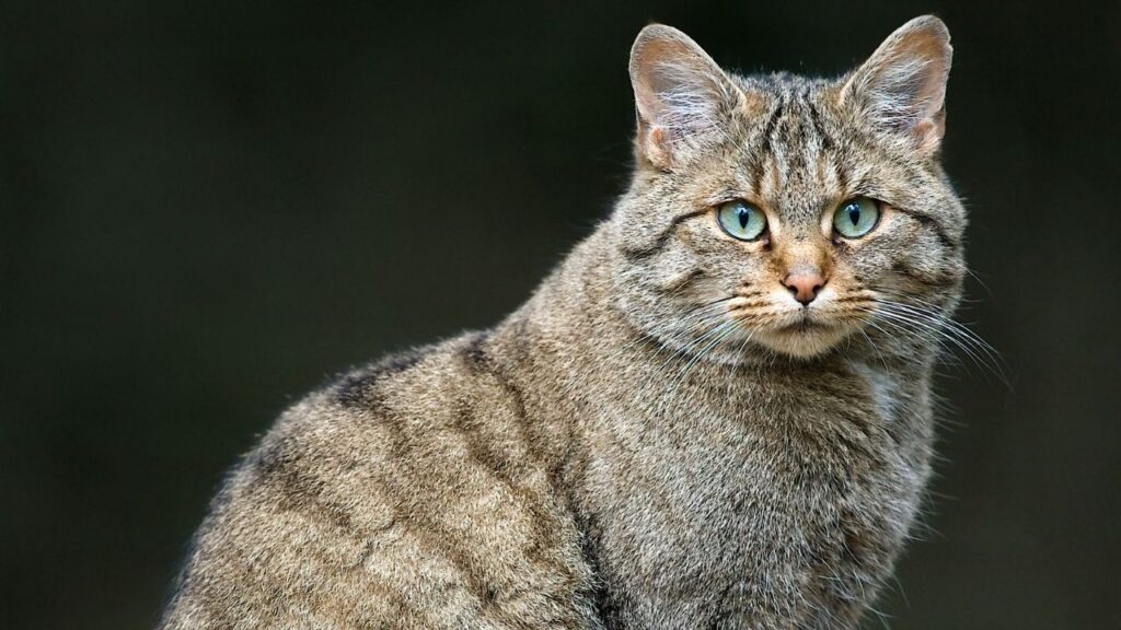 A European Wildcat (Felis silvestris silvestris)