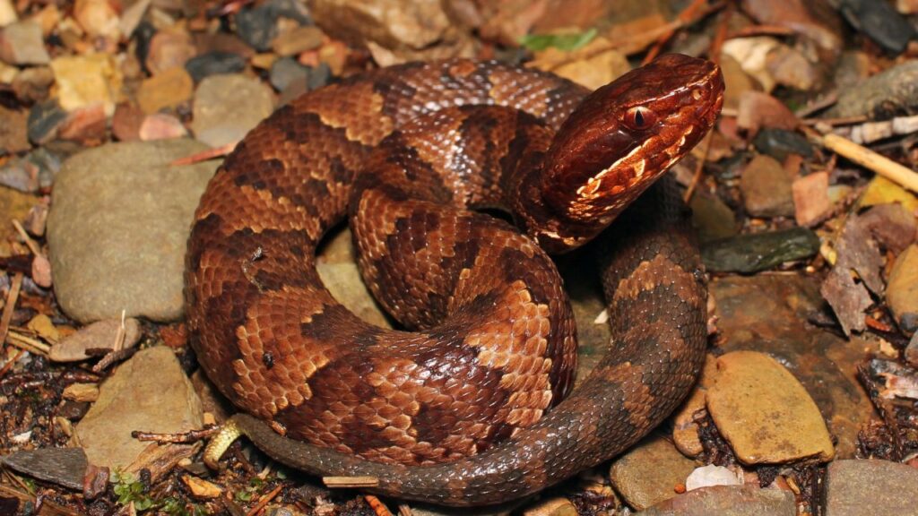 Cottonmouth (Water Moccasin)