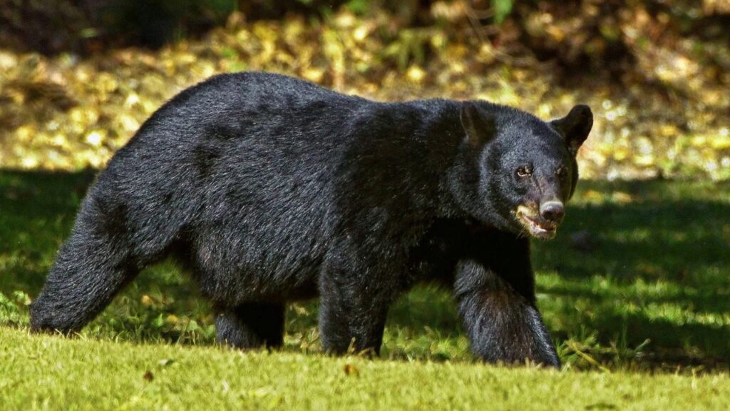 Black Bear