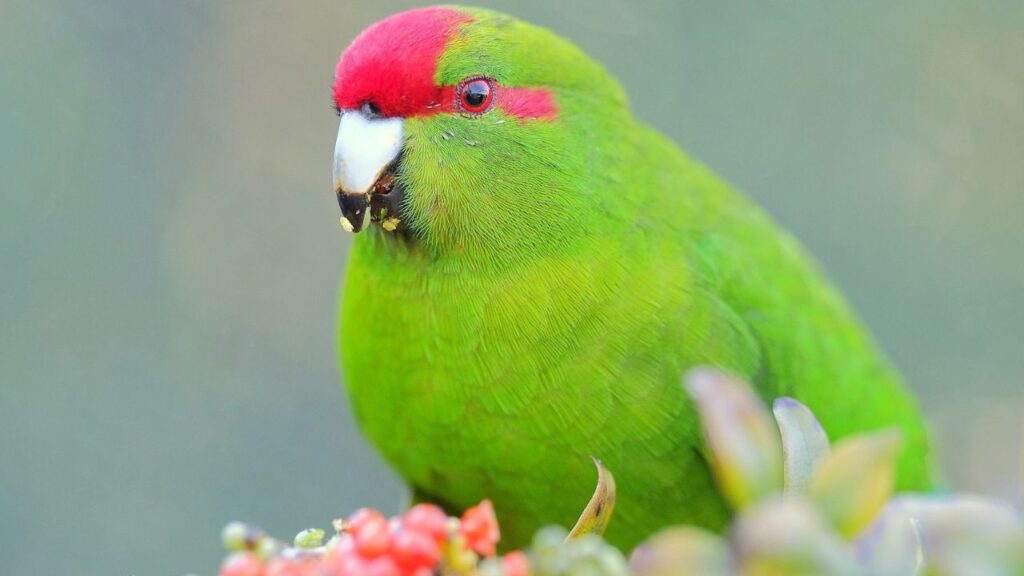 Kakariki BIrd